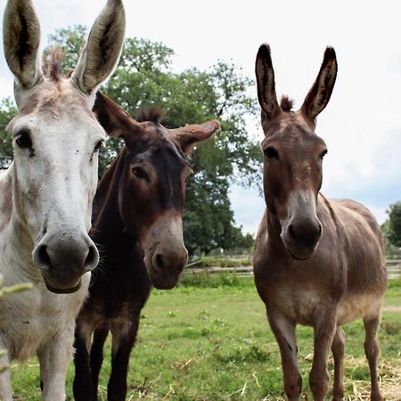 Agriturismo Il Capannone Montemerano Eksteriør bilde